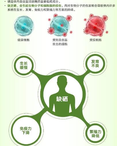 医用樱花草视频在线观看高清视频厂家提醒关爱男性健康，硒元素也不能少！